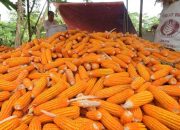 Dirut Bulog Subut Impor Jagung 2023 Hanya Mencapai 171.000 Ton