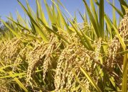 Harga Beras Tembus Rp16 Ribu per Kg, Kenaikan Terjadi Pada Berbagai Kualitas